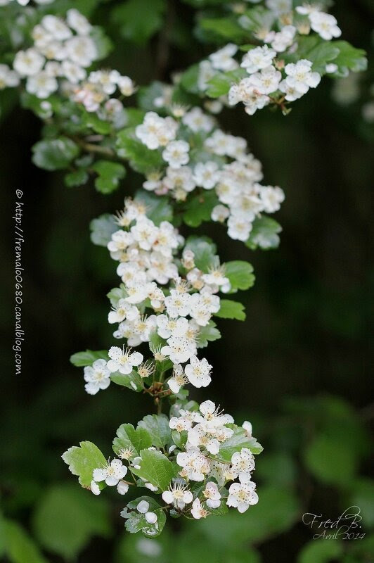 Crataegus sp