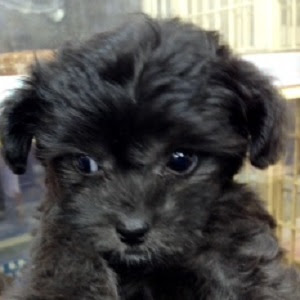 子犬子猫情報 ミックス チワワ ﾄｲﾌﾟｰﾄﾞﾙ 女の子 シルバー