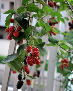 ブラックベリーの育て方 庭植え ラズベリーより耐乾性耐暑性が強い