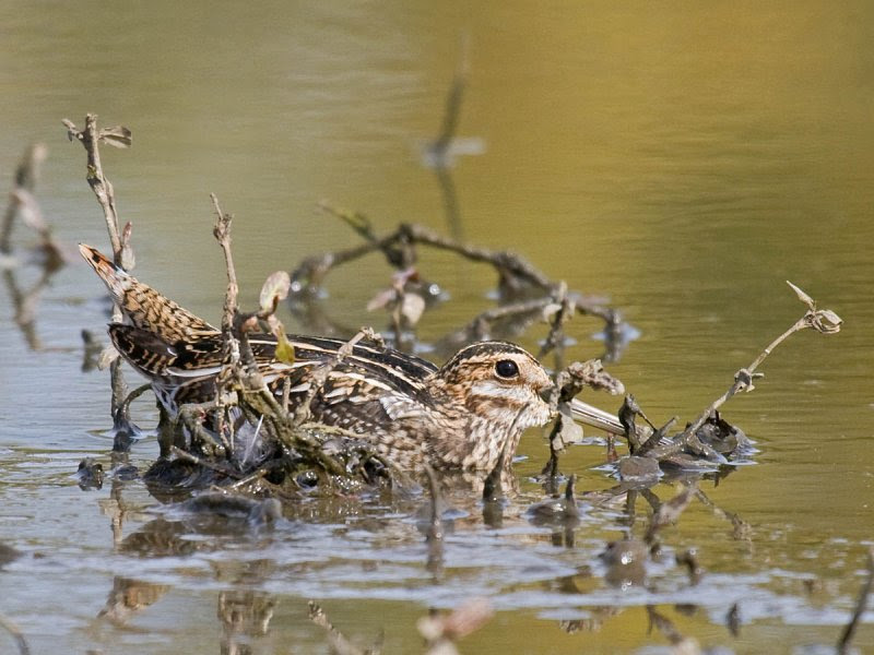 Wilson's Snipe