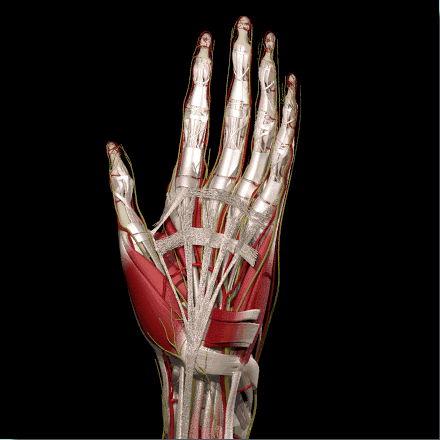 Palmaris Brevis