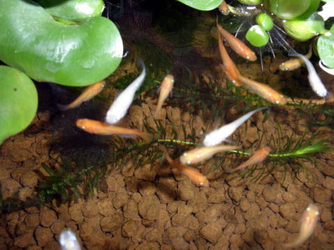 番外編 メダカの飼い方 僕の趣味にメダカの飼育があります この件について院内 外で色々と質問をお受けしますので 飼育法のページを作ってみました メダカは見ているだけでも とても癒されるので おすすめですよ 僕のメダカ飼育