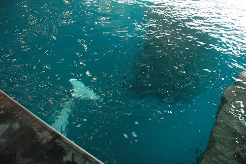 Beluga Tank