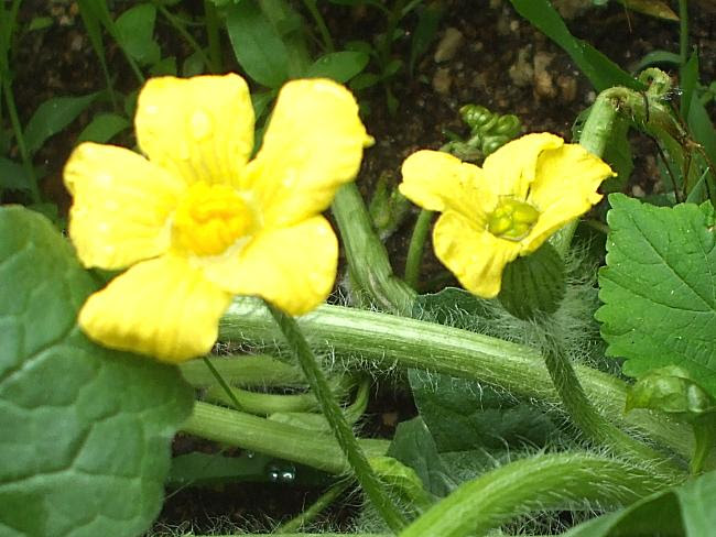 どっちが雄花で 雌花だ おもしろ理科 Preparation Assistant For Scientific Experiments And Observations