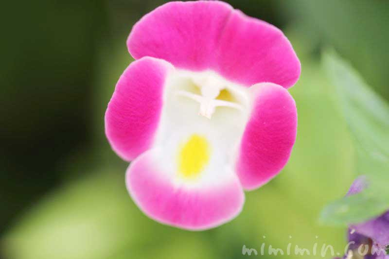 トレニアの花言葉 名前の由来 トレニアの花の写真 みみみんブログ