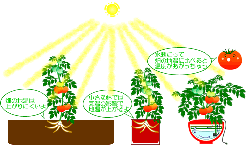真夏にミニトマト栽培開始 どうなる 水耕栽培ｑ ａ