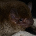Little broad nosed bat