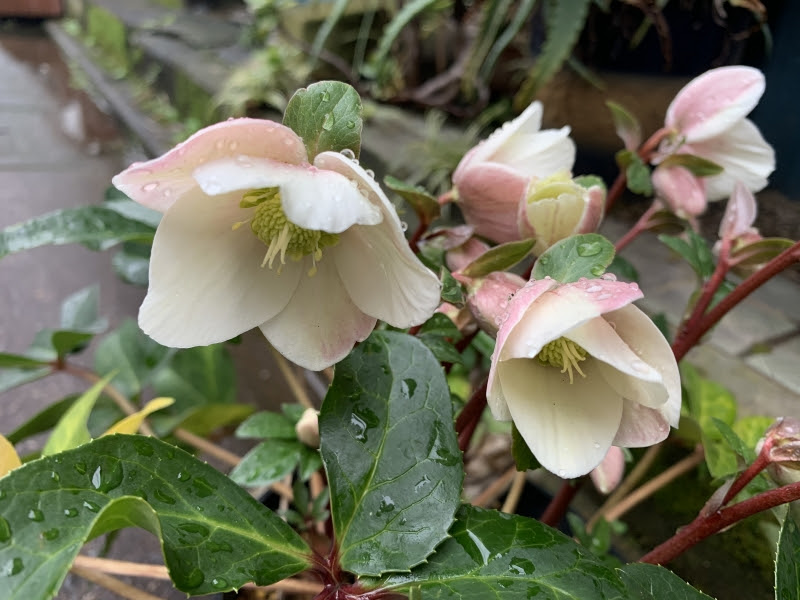クリスマスローズ 花を楽しむブログ