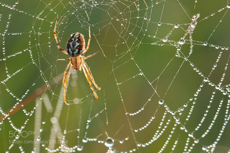 Photograph Spider by Thomas Forysiak on 500px