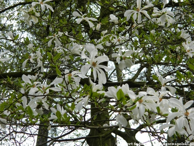 magnolia japońska