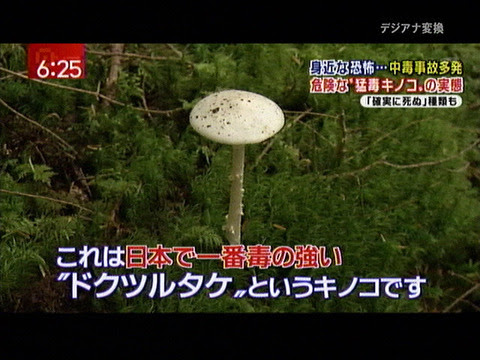 最恐の毒キノコを決めようぜ パルス速報