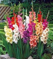 57+ Tren Gambar Bunga Gladiol