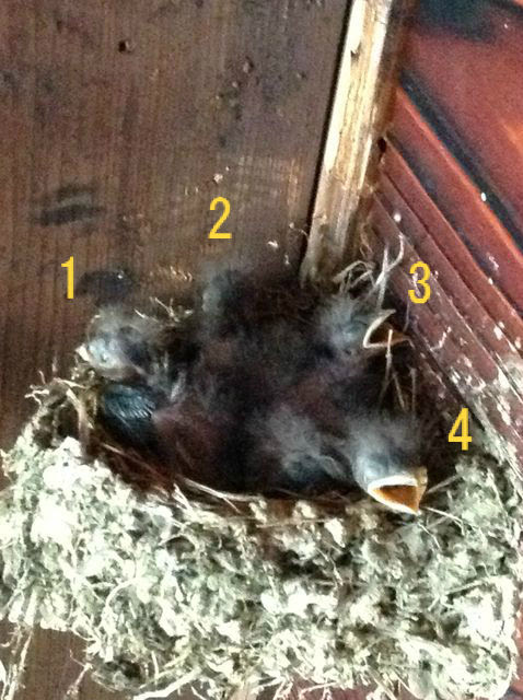我が家のツバメの赤ちゃん 襖 ふすま 障子 張替え 新調 京都府 舞鶴市 福原表具店