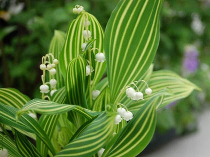斑入り鈴蘭 フイリスズラン 季節の花