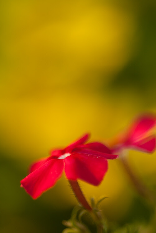 Macro backgrounds fairytale 7