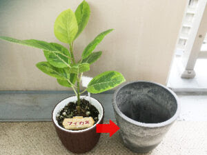 アルテシマを太くする方法を分かりやすく解説します Komame Topics