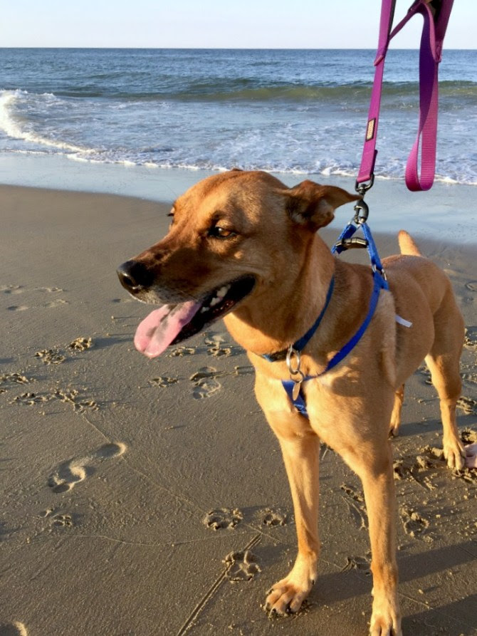 Charlie exploring the beach