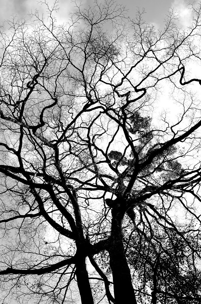 Tree abstract 抽象树木 ...