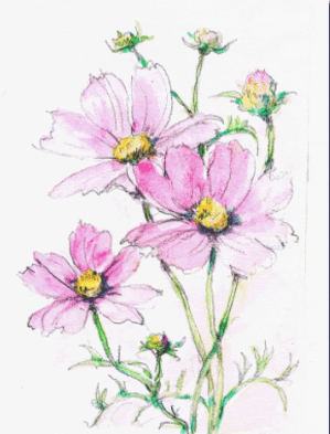 塗り絵で癒し 風景画 花の絵 12年10月