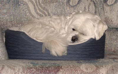 Lots-of-naps