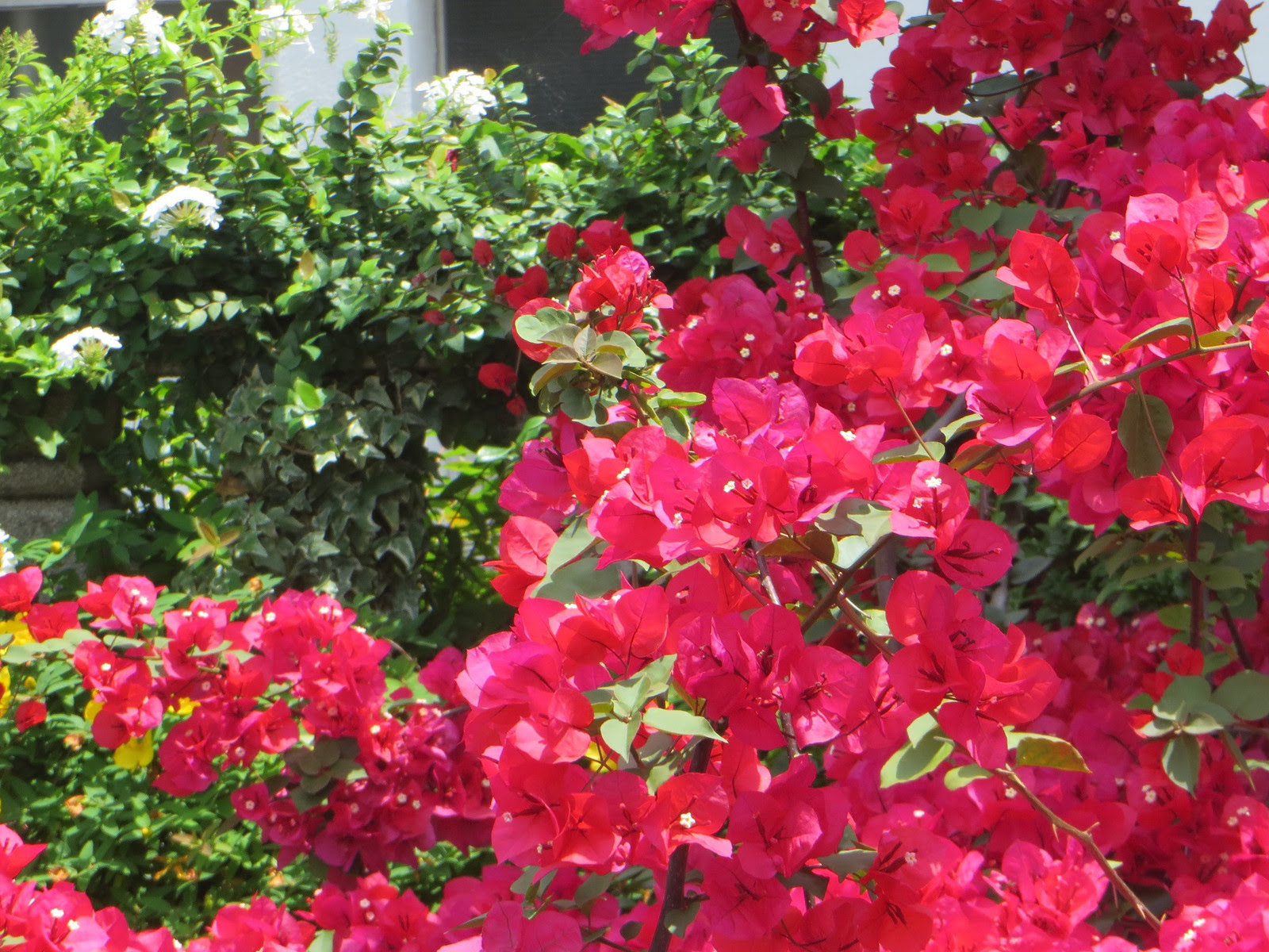 花の街 熱海 その2 ブーゲンビリア Town Of Flowers Atami Vol 2 Bougainvillea 彩雲たなびく天使の街 City Of Angel Under Cloud Iridescence