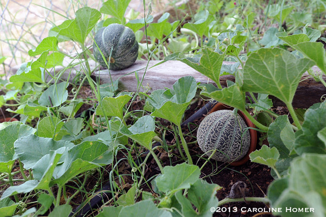 muskmelons