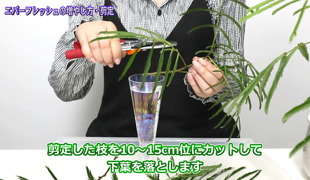 動画で解説 観葉植物 エバーフレッシュの剪定 増やし方up 今日のぽちり Kobiのシークレットガーデン 観葉植物 多肉植物の育て方