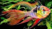 21+ Inspirasi Top Jenis Ikan Hias Aquarium
