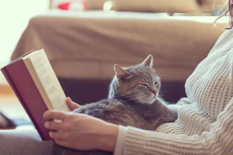 这些名人作家也是猫奴 英文名句带你看今古不变的人猫情 One