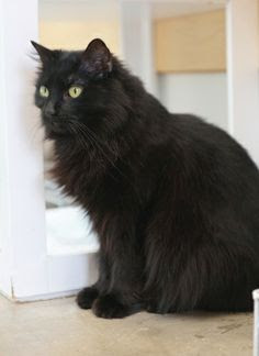 Long Hair Black Cat - kucing foto (40558788) - fanpop