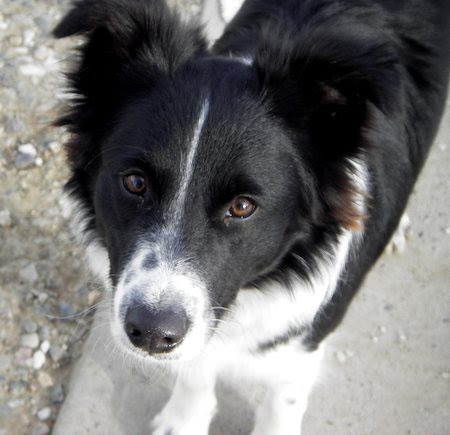 With this the black and white short hair began barking wildly and pointing 