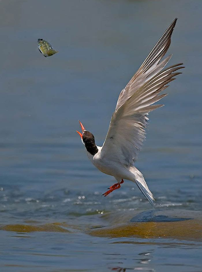 Fascinating photos of birds from the photographer Zander Yaqui
