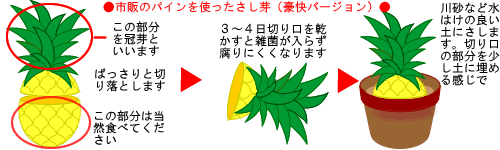パイナップルの育て方 ヤサシイエンゲイ
