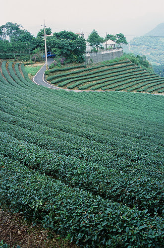 茶園