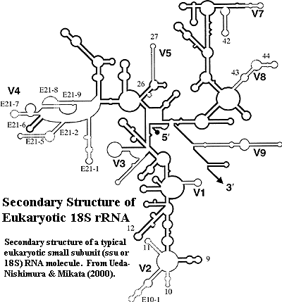 Palaeos Eukarya Glossary P T