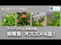 √ダウンロード 水草 水槽 魚 おすすめ 322254-水槽 水�� レイアウト 初心者