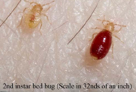 Baby Bed Bugs | Search Results | InsectAnatomy