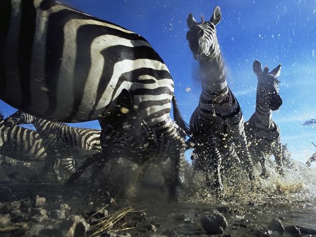 O Museu de História Natural de Londres selecionou algumas das melhores imagens do seu tradicional concurso Wildlife Photographer of the Year, que existe há décadas. Esta imagem, intitulada "Cruzamento Zebra", foi feita na Tanzânia pela fotógrafa britânica Anup Shah. O objetivo dela era mostrar como as formigas veem os animais. (Foto: Anup Shah)