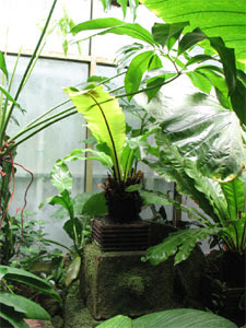 Plantes exotiques en véranda