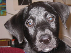 Topper's Face