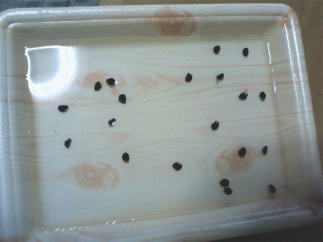 アサガオで緑のカーテン計画11 始動 芽切り 種まきまで Nd 気まぐれ日記