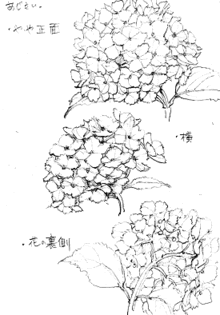 紫陽花の描き方 花の構図から全体像まで 塗り絵で癒し 風景画 花の絵
