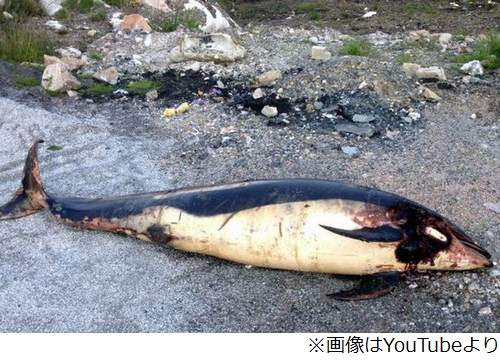海から3km イルカ死体 の謎 奇妙な落とし物に地元住民は困惑 Narinari Com