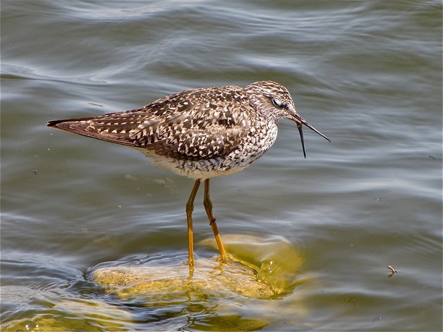 Lesser Yellowlegs at El Paso Sewage Treatment Center 13