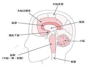 脳神経外科 主な対象疾患の説明 2 部門紹介 豊橋市民病院