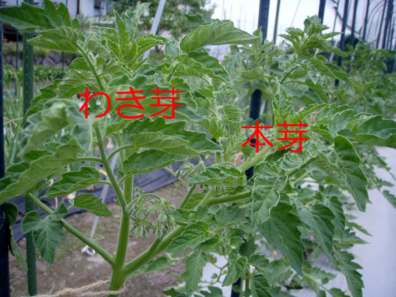 紛らわしいトマトのわき芽 自産自消の野菜づくり