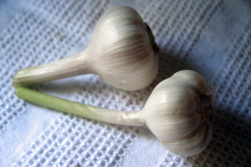 fresh garlic bulbs