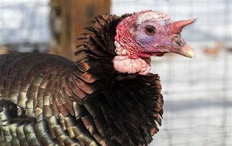 oddball facts  turkeys  bet  didnt