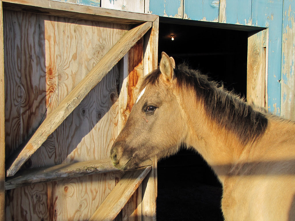 The Filly
