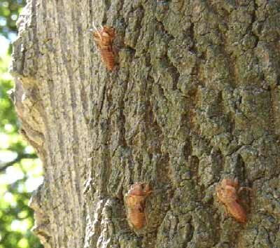 cicada life on a tree The male's courtship songs attract females for mating.